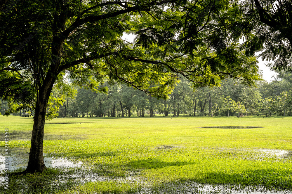 Green tree park in morning after heavy rain