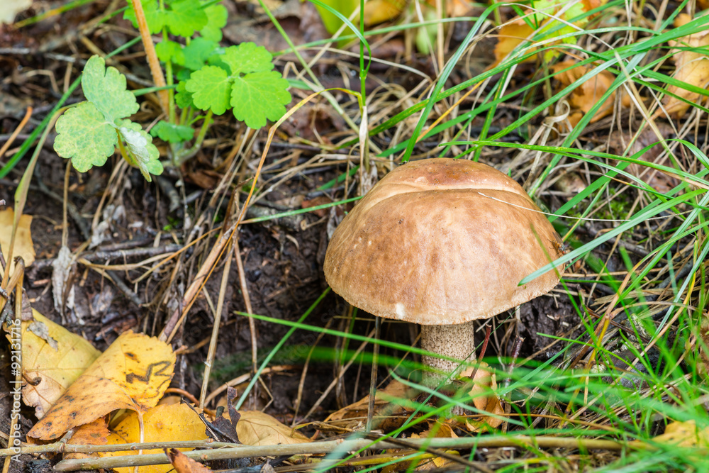 Boletus mushroom on moss in the forest on a sunny day (Leccinum Boletus mushroom on moss in the forest on a sunny day (Leccinum