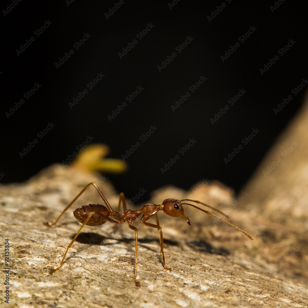 Red ant. Red ant.
