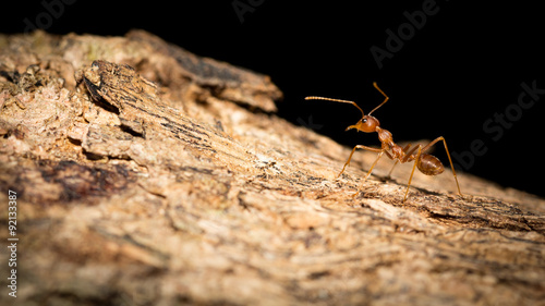 Red ant. © ttshutter
