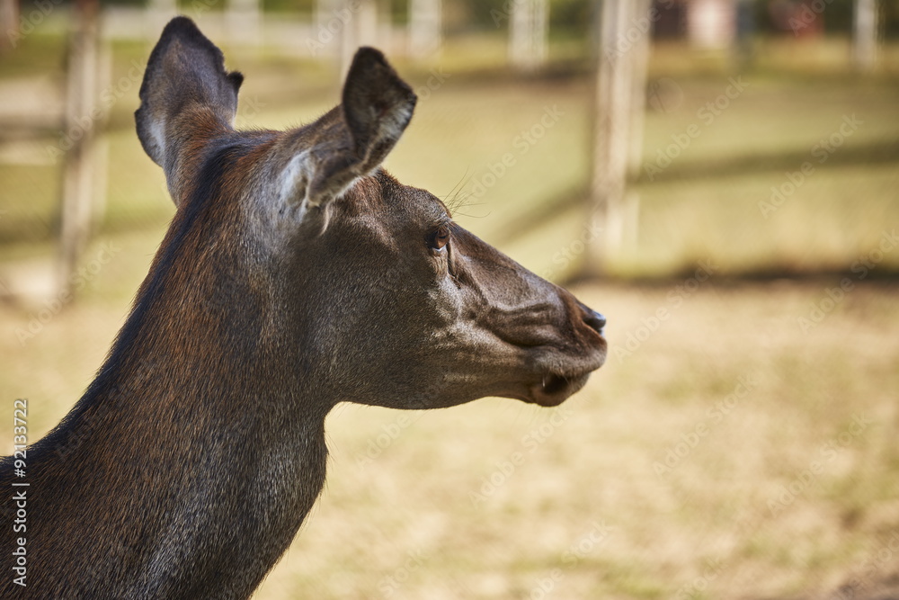 Fototapeta premium Side portrait of alert wild European red deer doe ( Cervus Elaphus).