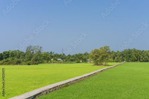 Green grass field and road 