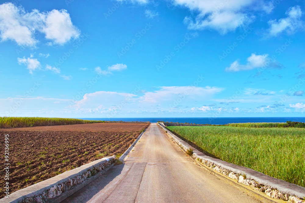 海が見えるサトウキビ畑と農道と青空