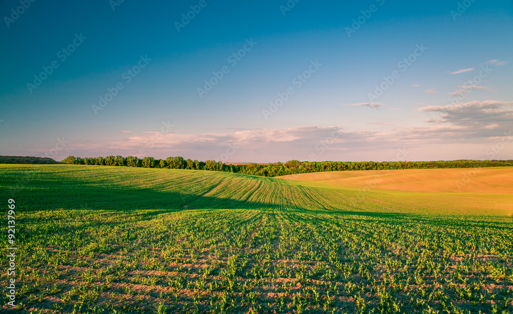 Green Field and Beautiful Sunset