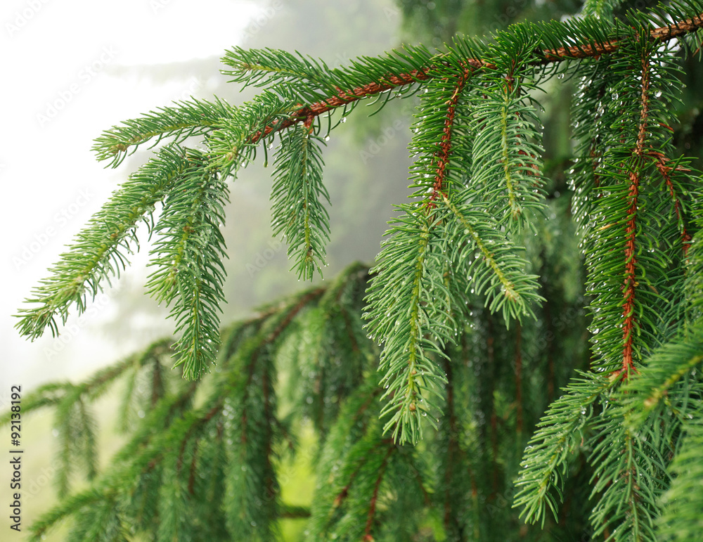 Closeup of green spruce branches in the rain on background haze Closeup of green spruce branches in the rain on background haze