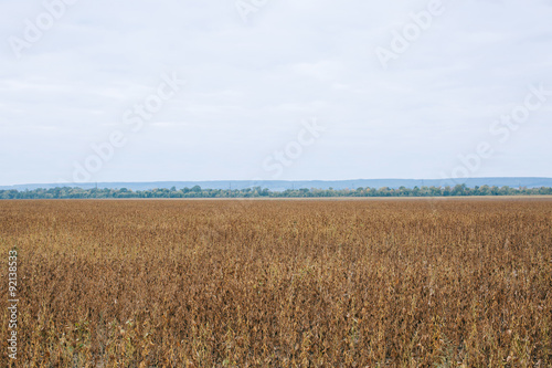 Soy beans in the field almost ready to harvest photo