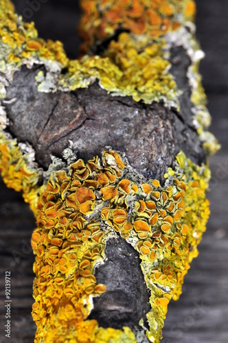 Orange lichen xanthoria polycarpa on a branch