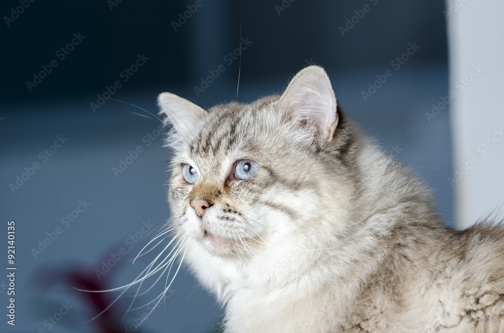 Cat of siberian breed