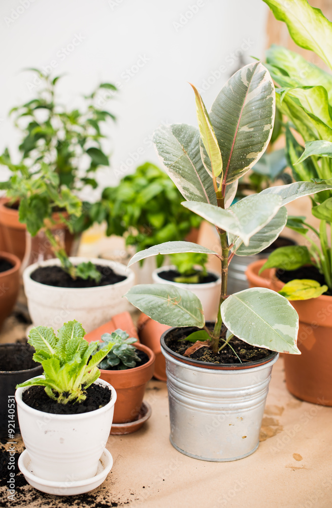 Obraz premium balcony garden 