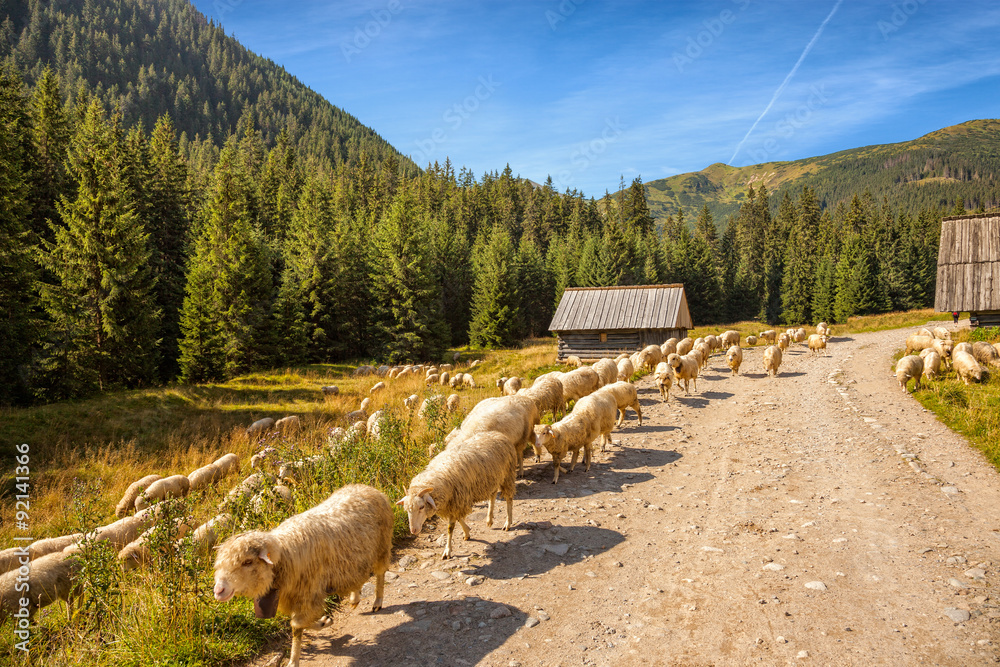 Obraz premium Sheep grazing in Chocholowska Valley in the Tatra Mountains, Poland.
