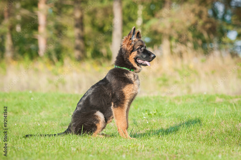 German shepherd dog on the obedience training