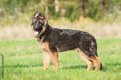 Young german shepherd dog