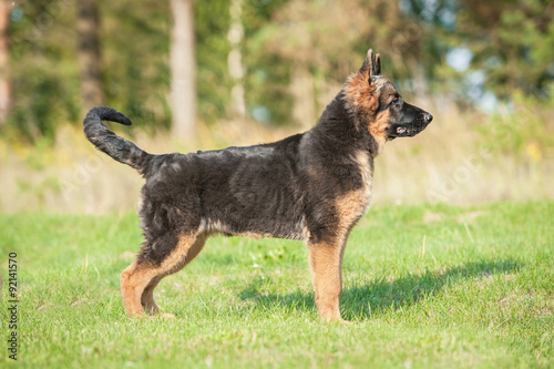 German shepherd dog protecting the yard © Rita Kochmarjova