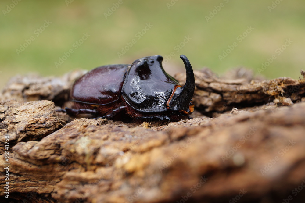 Rhinoceros Beetle - Close-up view Rhinoceros Beetle - Close-up view