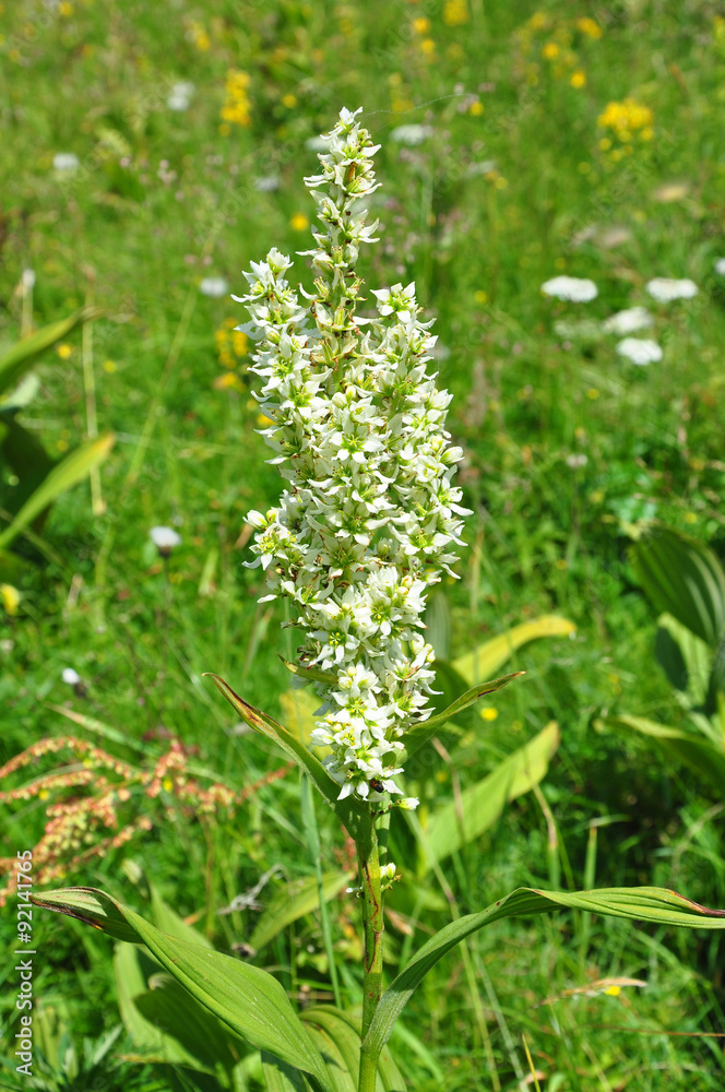 Weißer Germer (Veratrum album) Weißer Germer (Veratrum album)