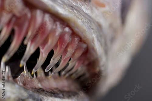Tableau sur toile Fish teeth - macro shot