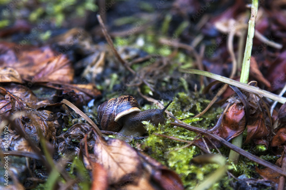 Snail on leaves and moss Snail on leaves and moss
