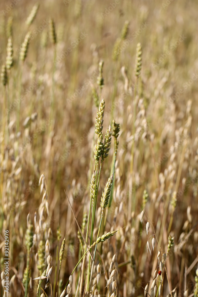 golden wheat in a farm field