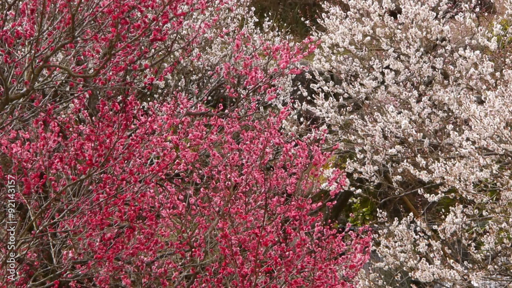 Pan left shot of tourists walking among pink and white blossoms of ume/plum trees in Japanese Botanical Garden in Atami, Japan Pan left shot of tourists walking among pink and white blossoms of ume/plum trees in Japanese Botanical Garden in Atami, Japan