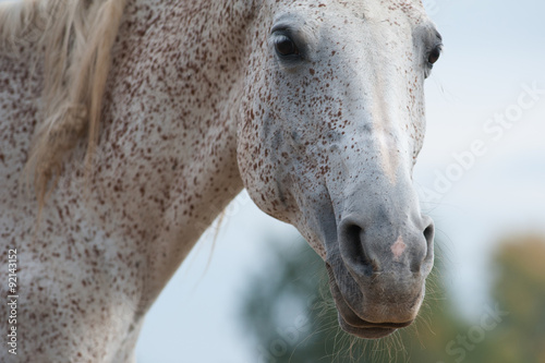horse head closeup