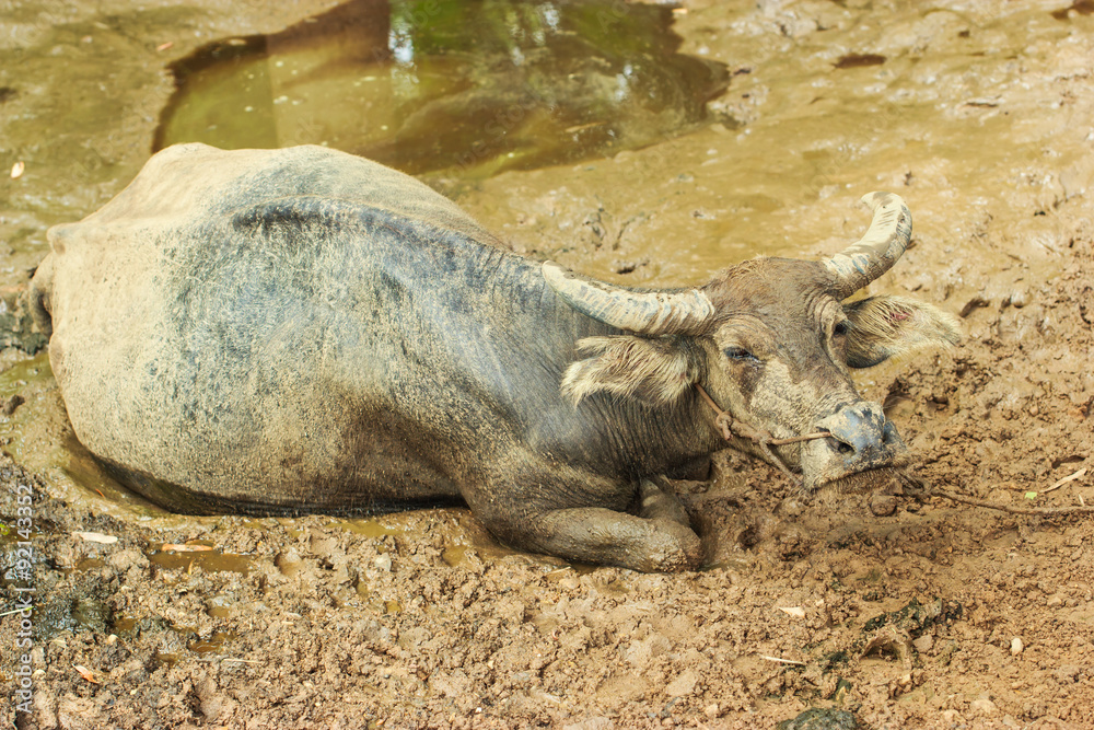 Buffalo Thailand,Buffalo, Thailand Buffalo Thailand,Buffalo, Thailand