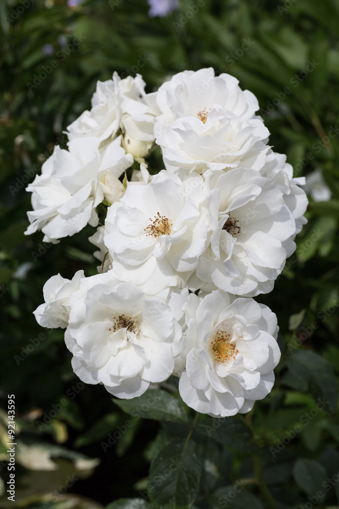 White Roses on the Branch in the Garden White Roses on the Branch in the Garden