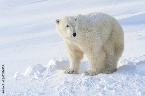 Polar bear (Ursus maritimus) mother standing next to freshly opened den, Wapusk national park, Canada. photo