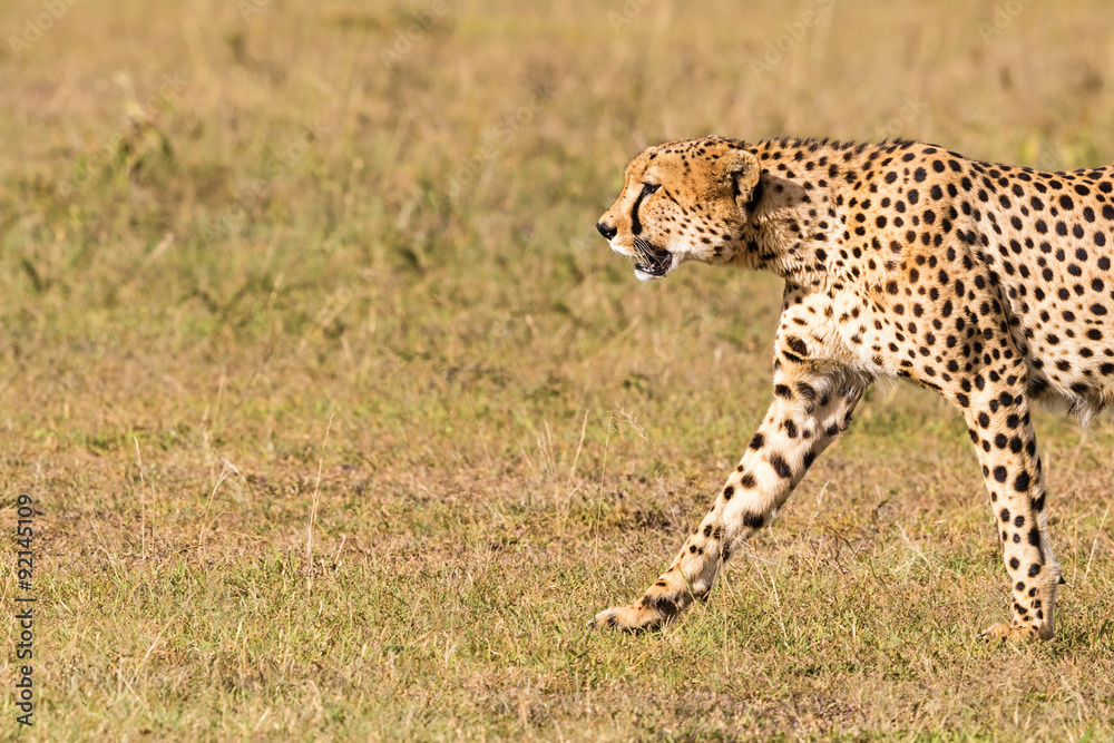 Naklejka premium Cheetah walking in grass