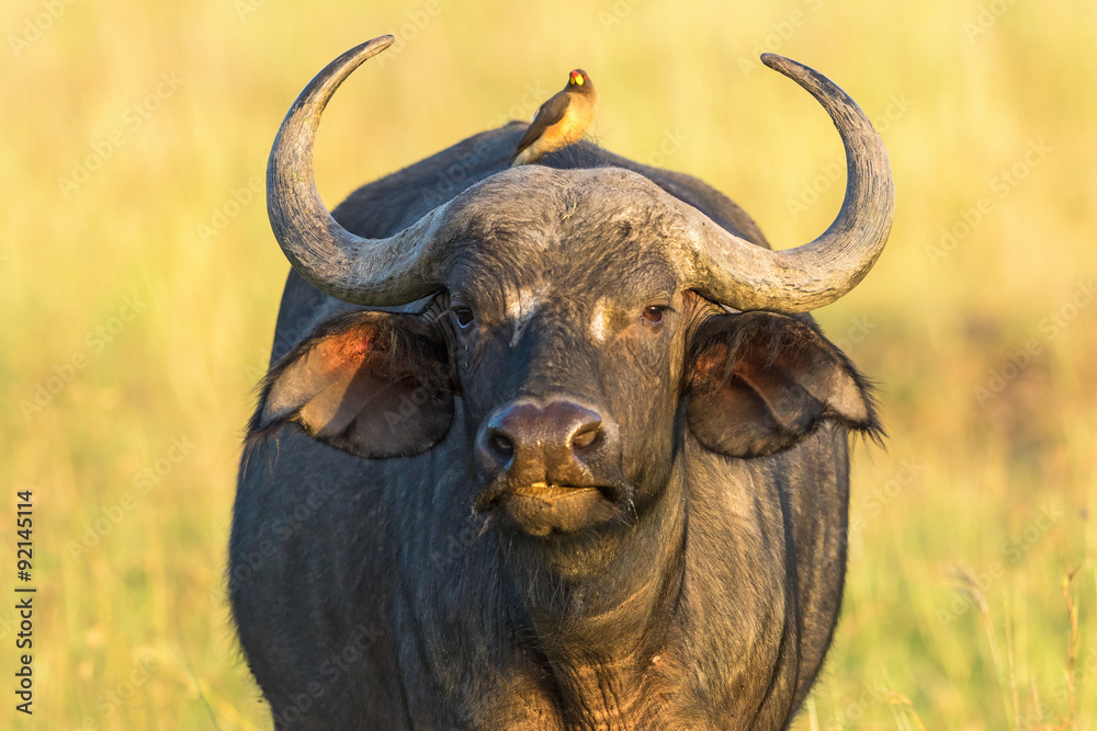 African buffalo with a yellow-billed oxpecker on the back African buffalo with a yellow-billed oxpecker on the back
