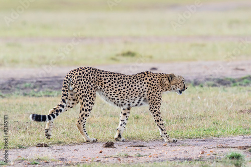 Cheetah walk