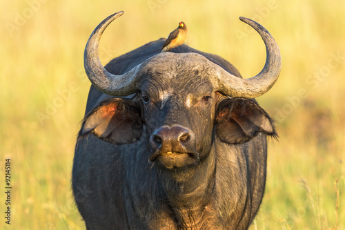 African buffalo with a yellow-billed oxpecker on the back