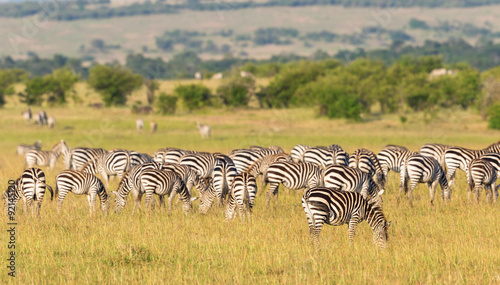 Zebras grazing on the savannah