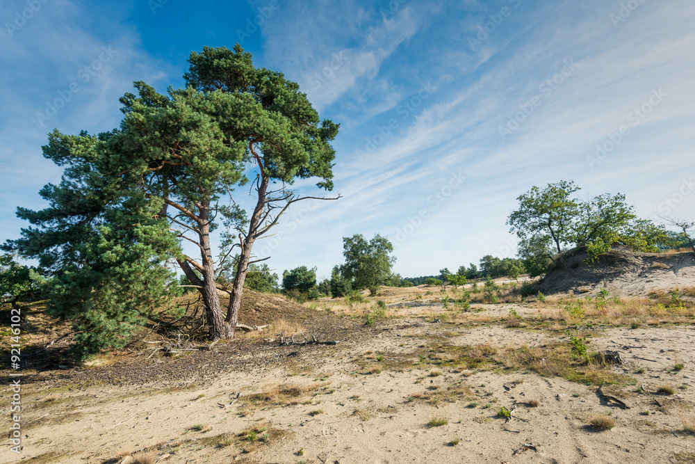 Scotch fir trees in a sandy nature area
