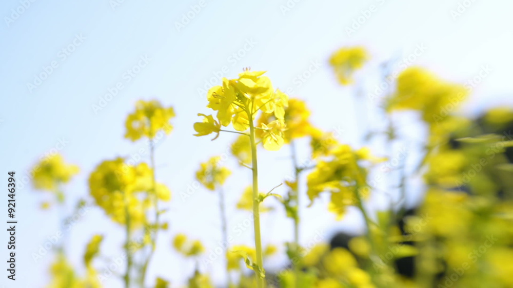 Tilt shift lens shot of rape blossom in wind with blue sky in the background Tilt shift lens shot of rape blossom in wind with blue sky in the background