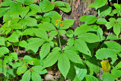 Wallpaper Mural Ginseng (Panax ginseng) 26 Torontodigital.ca