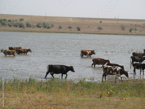 Стадо коров на реке