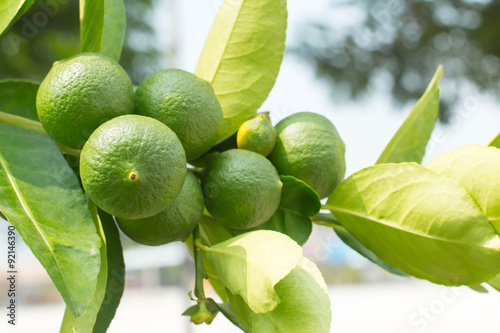 Wallpaper Mural Lime green tree hanging from the branches of it. Torontodigital.ca
