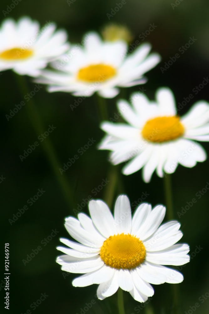 Obraz premium ромашки