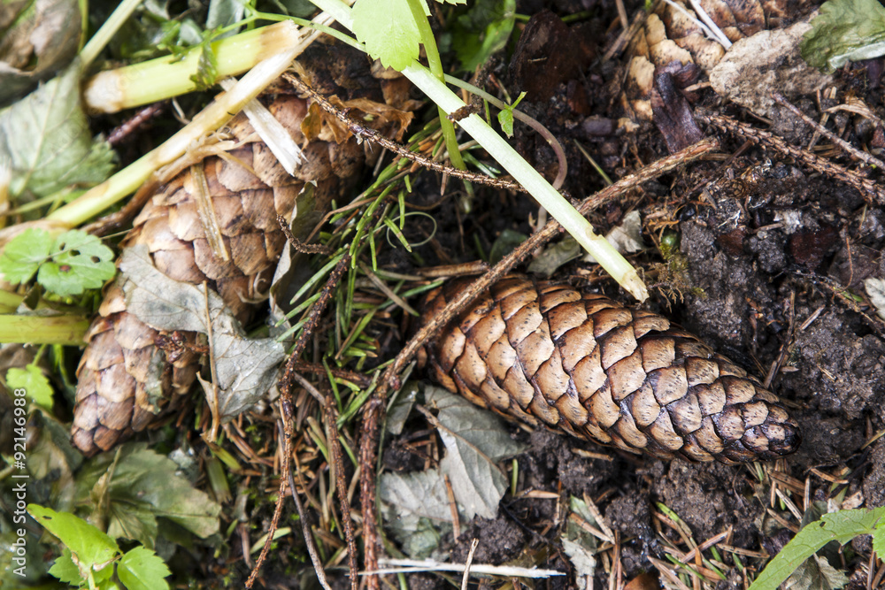 Fir-cones Fir-cones