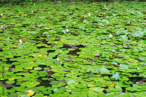 Принти на полотні Gregariousness of the water lily