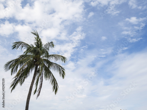 Coconut Tree 5 - Coconut tree under white cloud and blue sky in the afternoon