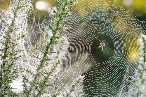 morning dew spider web closeup