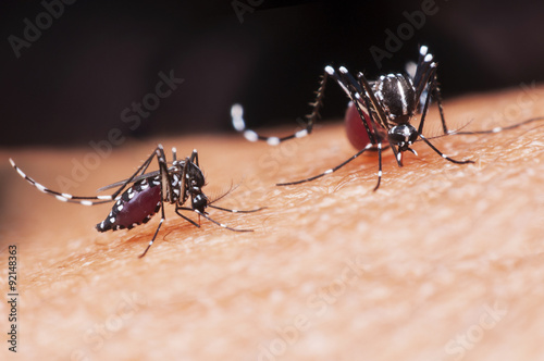 mosquito