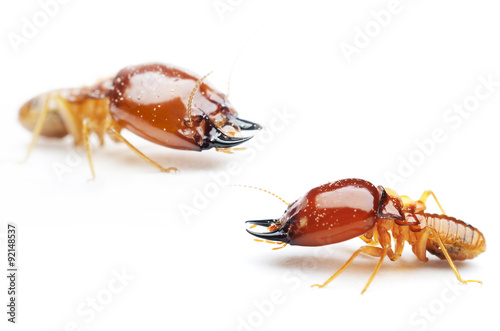 termite