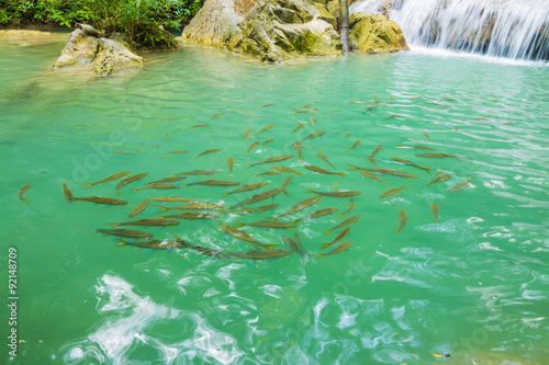 Jangle landscape with flowing turquoise water and fish of Erawan