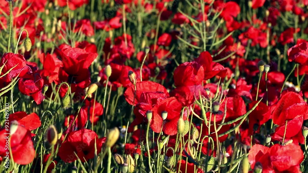 Blossoming red poppies on sunny day Blossoming red poppies on sunny day
