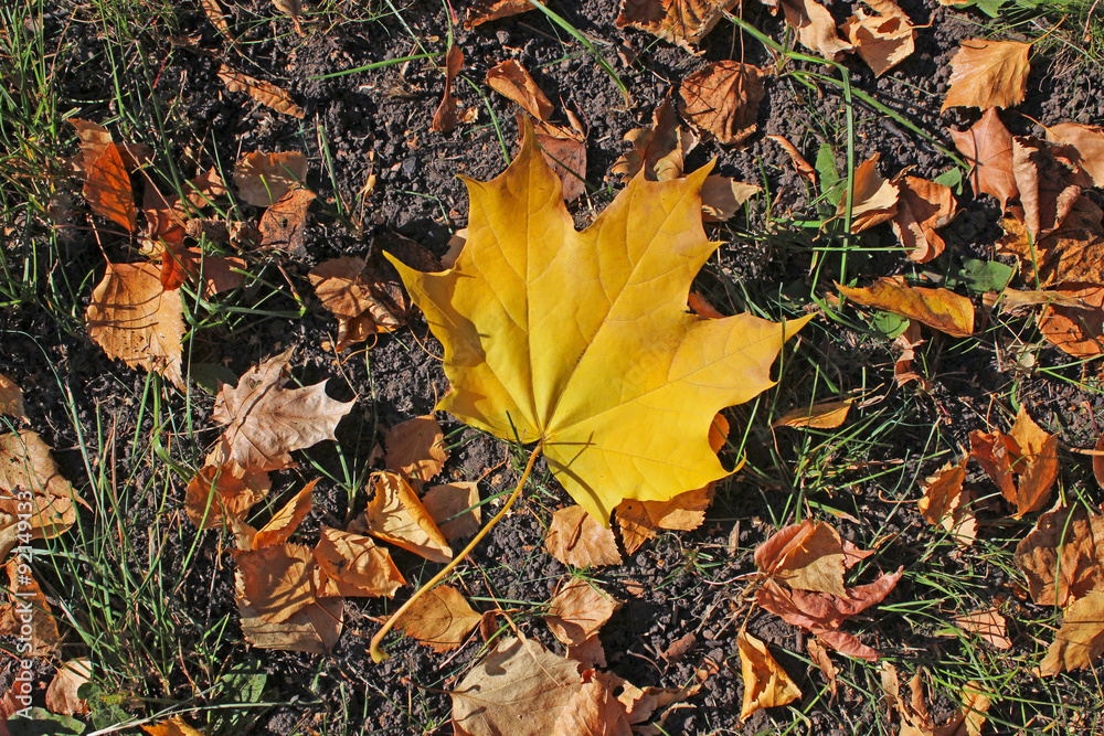 Maple Leaf Fall Maple Leaf Fall
