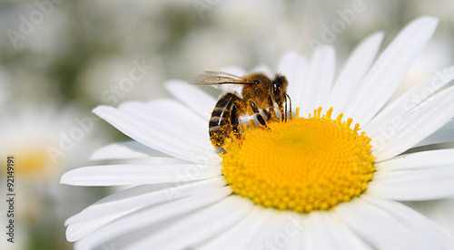 Foto Abeille