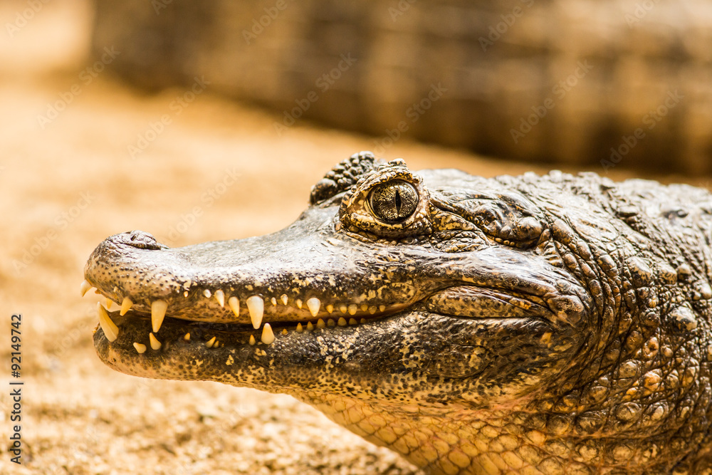 Fototapeta premium Caiman