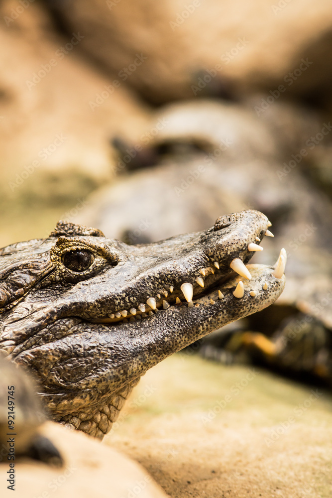 Fototapeta premium Caiman